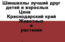 Шиншиллы-лучший друг детей и взрослых!!! › Цена ­ 300 - Краснодарский край Животные и растения » Грызуны и Рептилии   